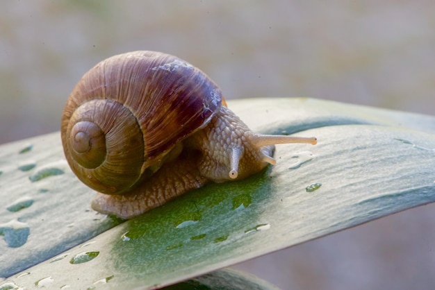 Un caracol en una hoja con la palabra caracol