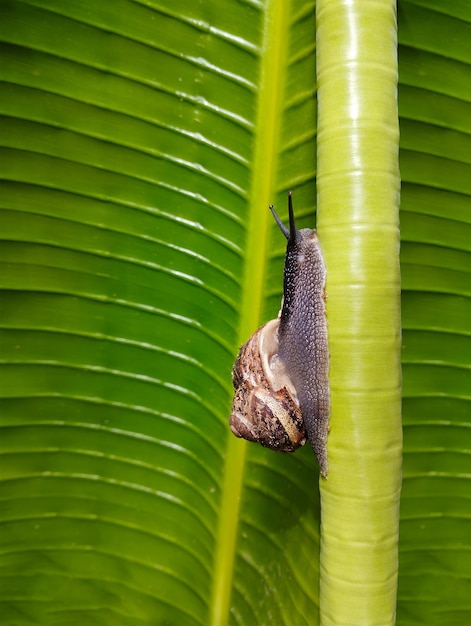 Caracol en una hoja de palma verde arrastrándose hacia arriba Vista lateral Enfoque selectivo