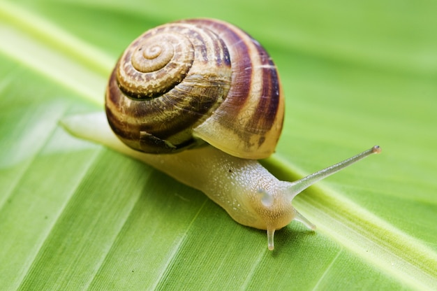 Caracol en hoja de plátano palma verde