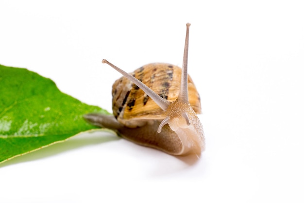 Caracol en hoja verde aislado en fondo blanco.