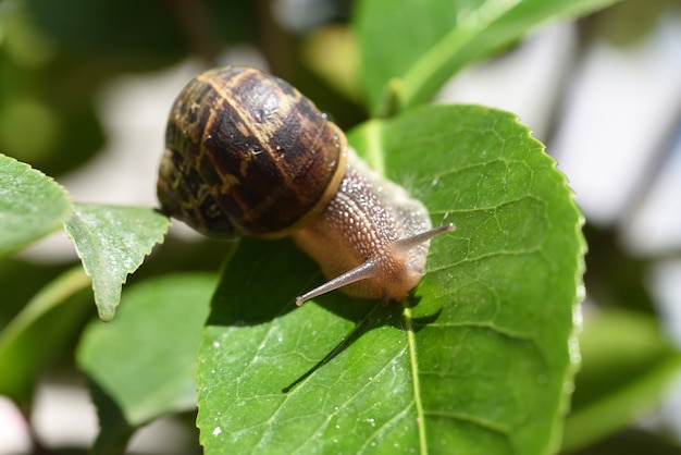 Caracol en la hoja verde en el jardín.