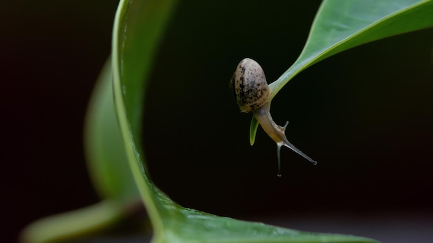 caracol en una hoja verde en el paisaje primaveral