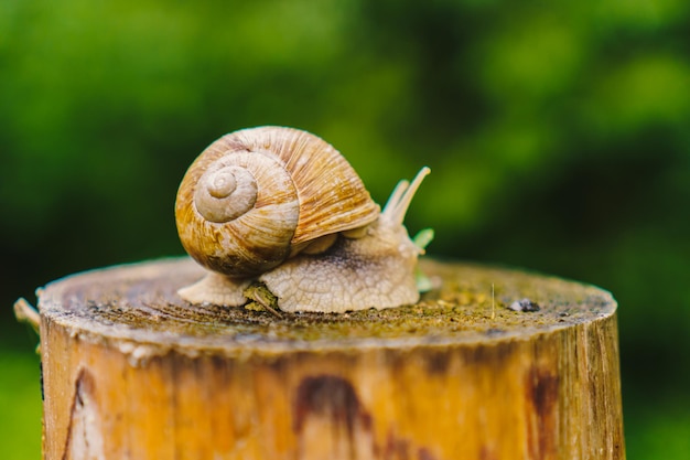 Caracol con una hoja verde en un tocón en la fotografía macro del bosque