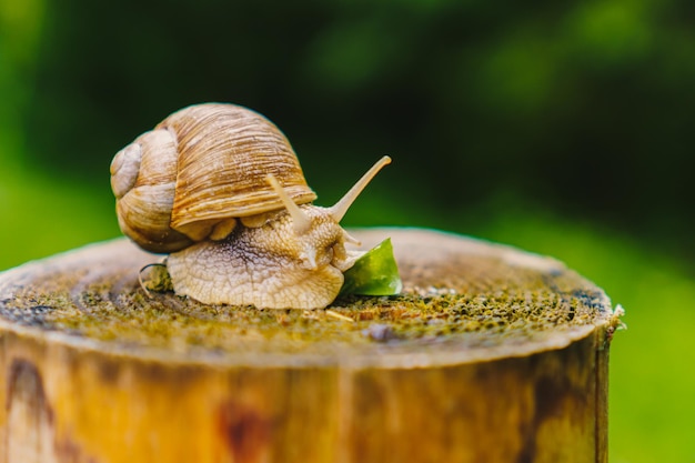 Caracol con una hoja verde en un tocón en la fotografía macro del bosque