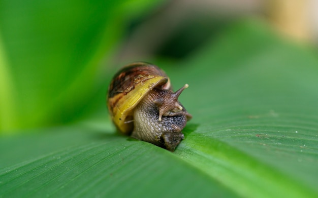 Un caracol en la hoja verde