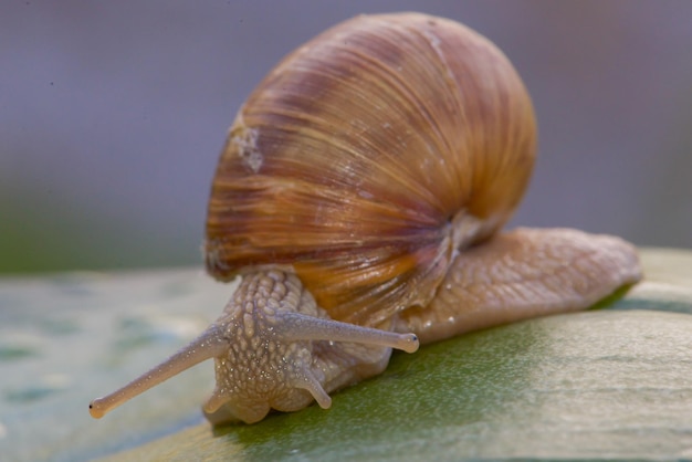 Un caracol en una hoja