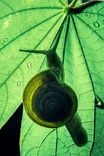 Foto caracol en la hoja