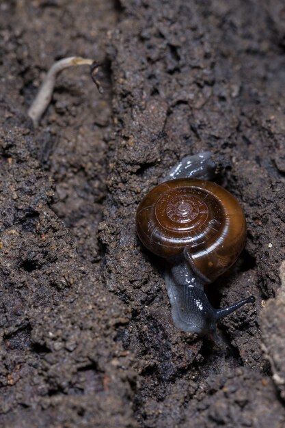 Caracol en la hoja