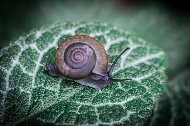 Caracol en la hoja