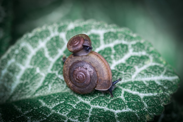 Foto caracol en la hoja