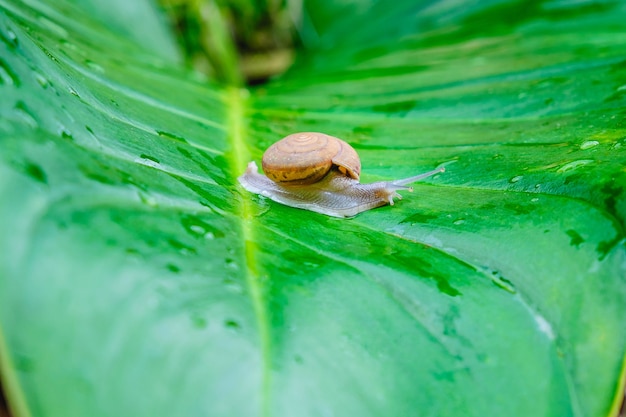 Caracol en la hoja