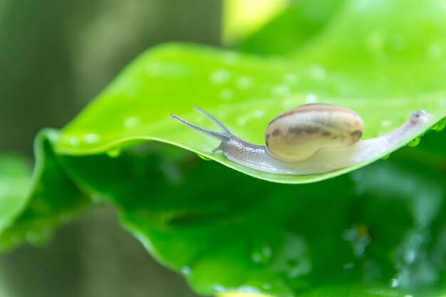 Caracol en las hojas en el jardín.