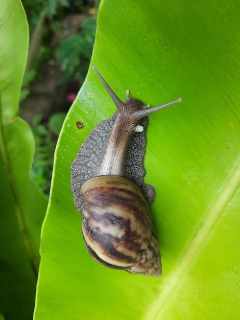 caracol en las hojas verdes