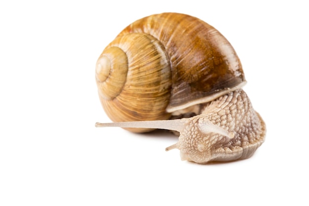 Foto caracol de jardín aislado en blanco