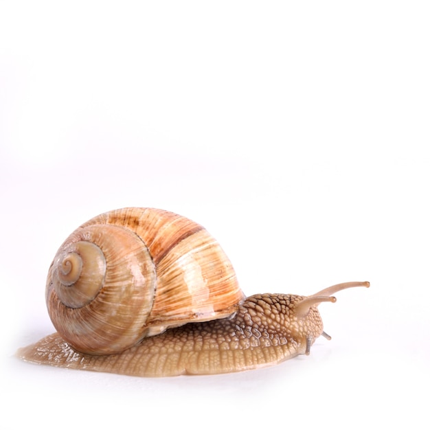 Caracol de jardín aislado sobre fondo blanco.