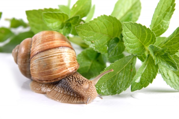 Caracol de jardín aislado sobre fondo blanco.