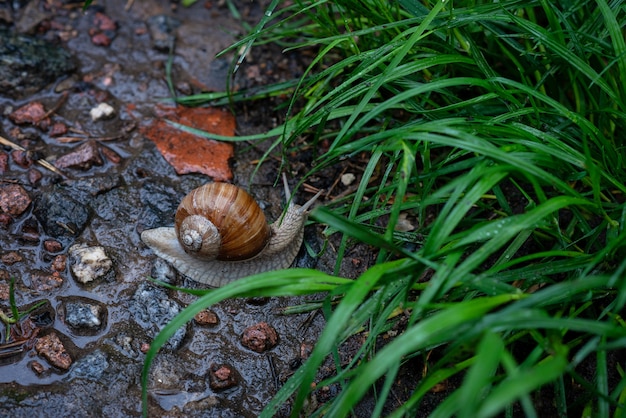 Caracol de jardín se arrastra en un camino de piedra. Helix pomatia, nombres comunes romano, caracol de Borgoña, caracoles comestibles. Enfoque selectivo suave.