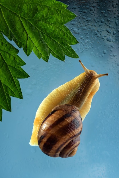 Un caracol de jardín se arrastra sobre un caracol de vidrio húmedo y una hoja verde sobre un fondo azul.