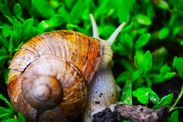 Foto caracol en el jardín después de la lluvia