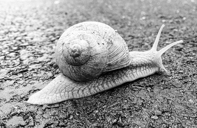 Caracol de jardín grande con caparazón arrastrándose en carretera mojada apúrate a casa