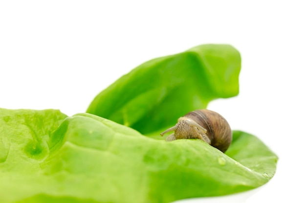 Un caracol de jardín en una hoja de lechuga