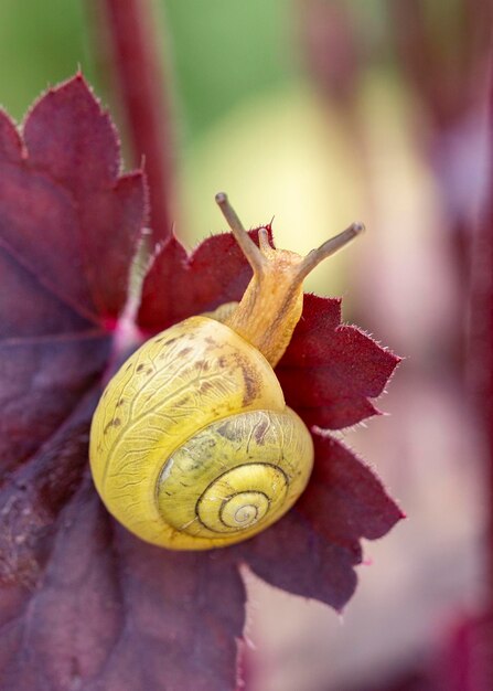 Foto caracol de jardín en hojas de heuchera púrpura belleza de la naturaleza