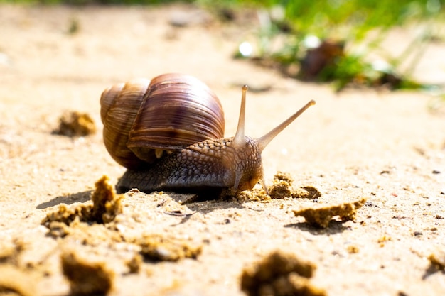 Caracol de jardín marrón Helix aspersa sreeps en la arena