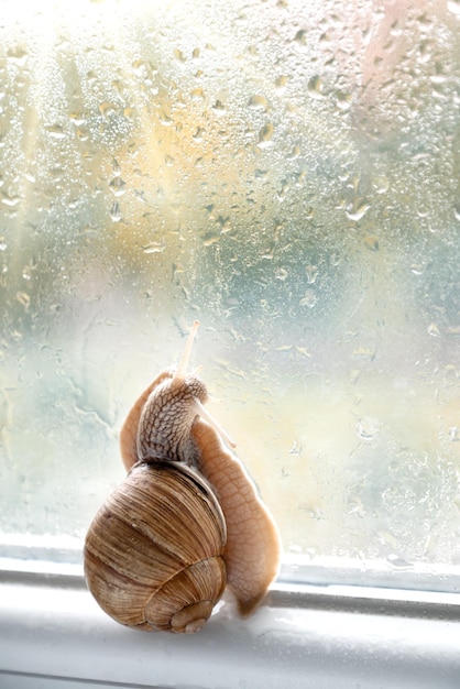 Caracol de jardín sentado en la ventana con gotas de lluvia sobre el vidrio