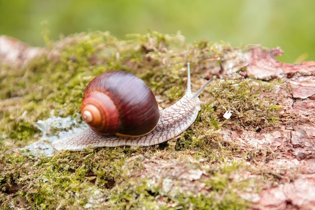 Caracol de jardín en la superficie del viejo tocón con musgo en un entorno natural Helix pomatia Imágenes de primer plano