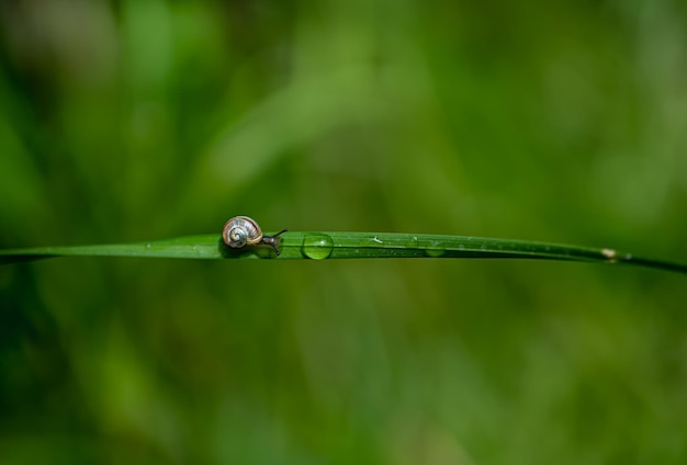 Un caracol de labio blanco en la hierba verde en el jardín