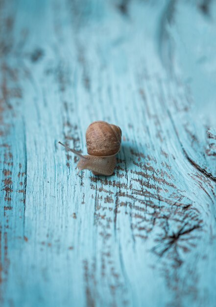 Caracol lento, movendo-se em fundo de madeira velho