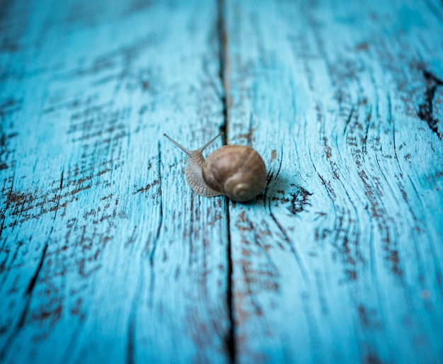 Caracol lento, movendo-se em fundo de madeira velho