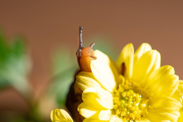 Caracol lindo caracol andando em flores amarelas com folhas verdes vistas através de um foco seletivo de lente macro