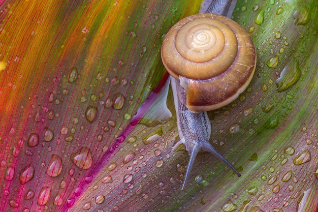 Caracol macro em folha vermelha caracol close-up em uma folha vermelha com um buraco em forma de coração