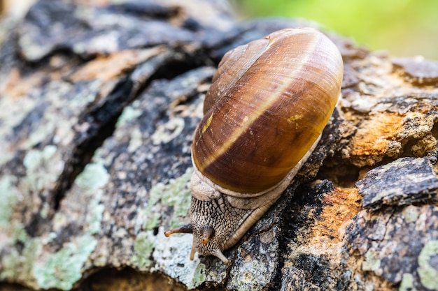 Foto el caracol en la madera.