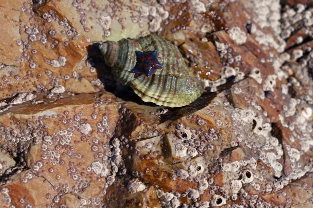 Caracol de mar