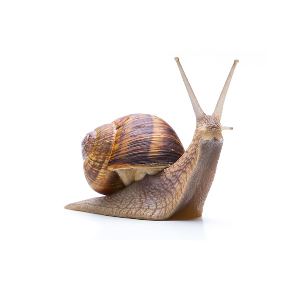 caracol mira hacia arriba