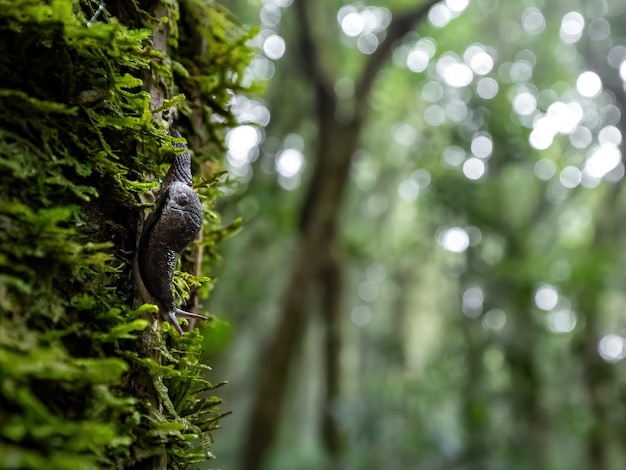 Caracol moviéndose en el árbol en la selva tropical.