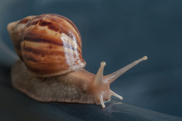 Caracol moviéndose en tierra mojada