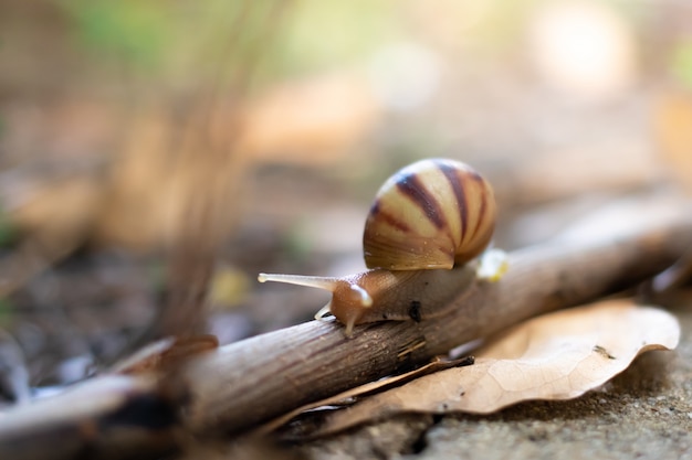 Foto caracol se mueve sobre los braches