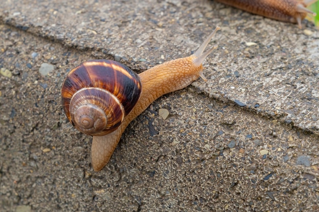 El caracol se mueve sobre el cemento