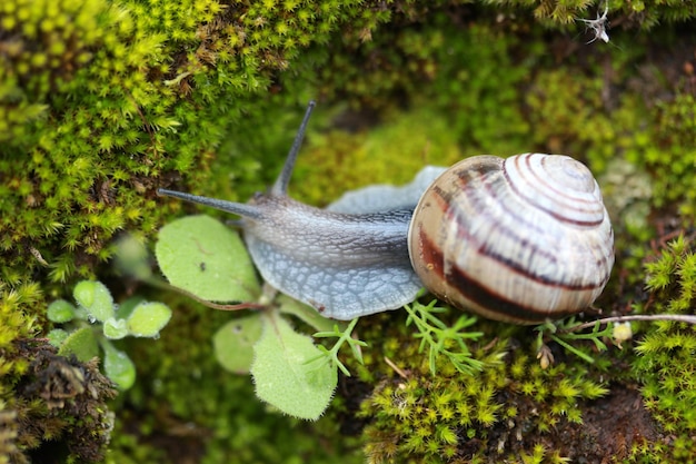 Caracol en musgo