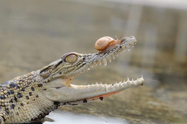 Caracol na cabeça do crocodilo na poça