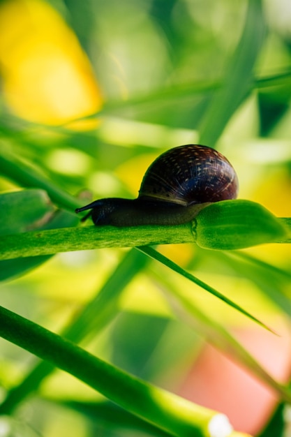 Caracol na folha de grama closeup foco seletivo e fundo desfocado fauna e flora prado w