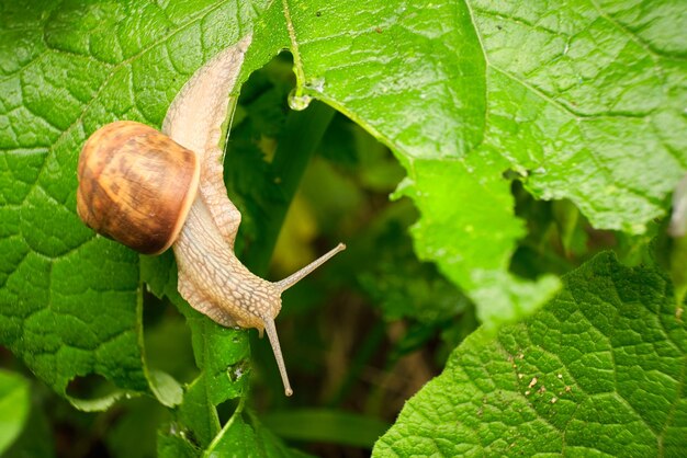 Caracol na folha