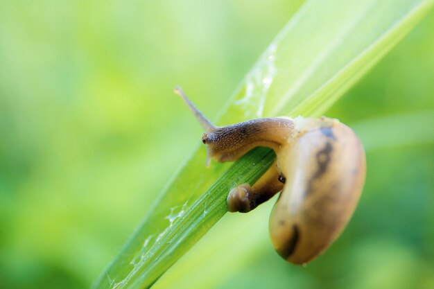 Caracol na grama.