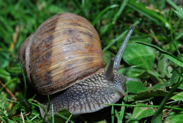 Caracol na grama