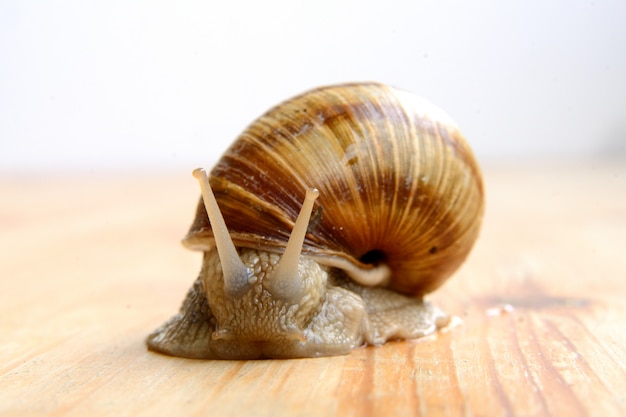 Caracol na madeira