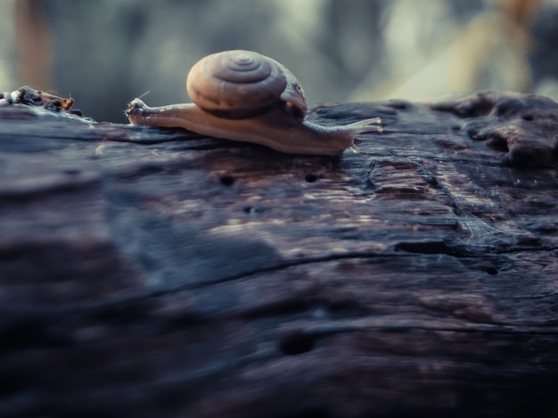 Foto caracol na madeira