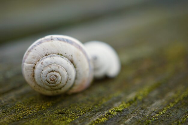 caracol na natureza